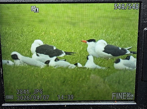 Heringsmöwe (ssp. fuscus)  - Robert Locman