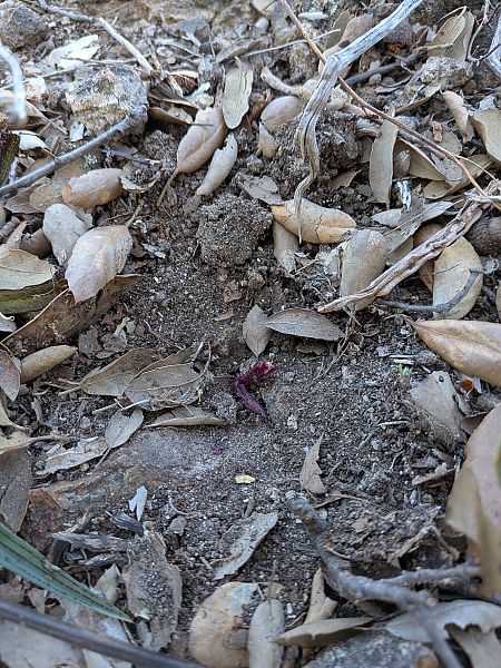 Serapias cordigera  - Patrick Benoit