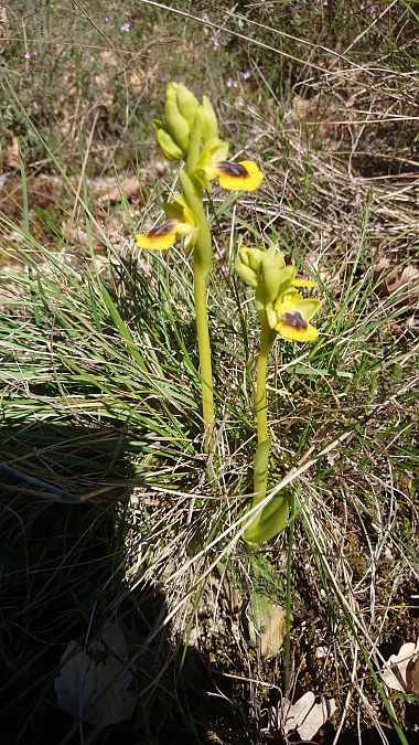 Ophrys lutea  - Monique Souben