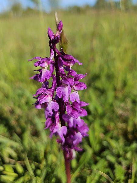 Orchis mascula  - Didier Godreau