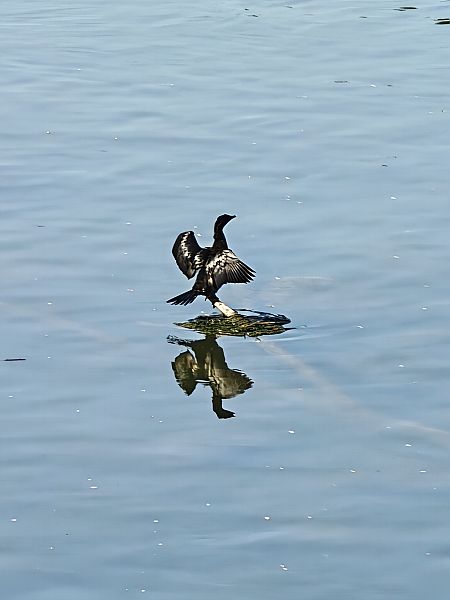 Marangone minore  - Gerrit Rohleder