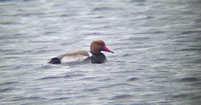 hełmiatka  - Tomasz Kulakowski