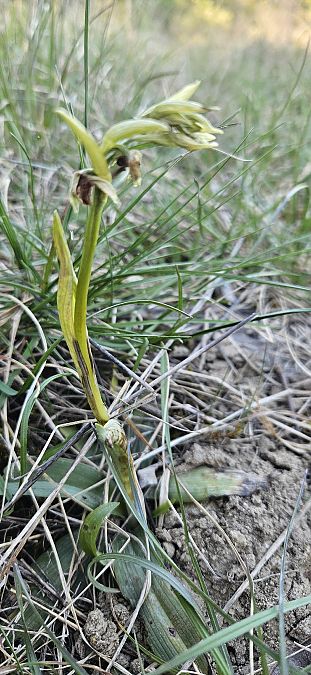 Ophrys araneola 