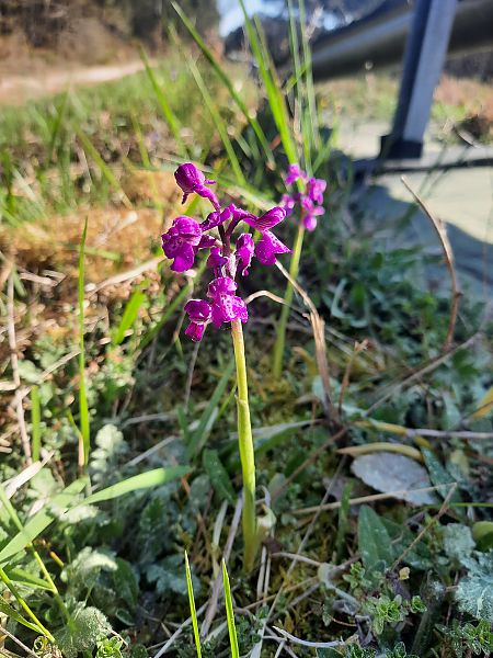 Anacamptis morio  - William Brondel