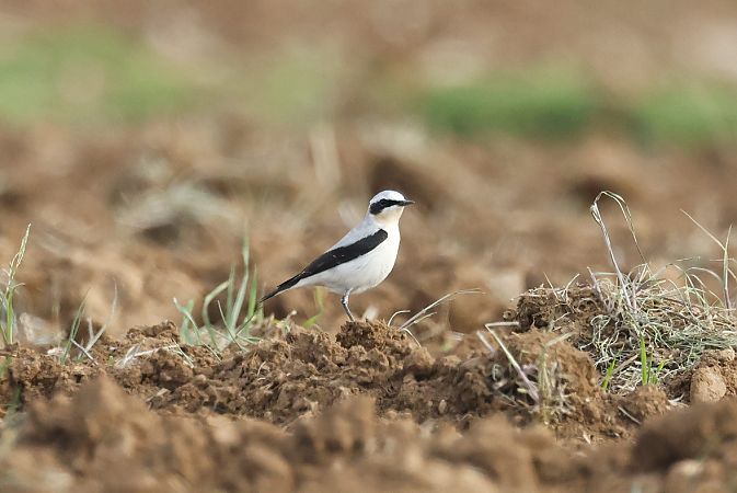 Traquet motteux  - Pietro Zamò