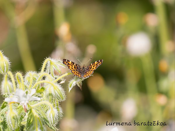 Araschnia levana  - Mikel Etxegarai