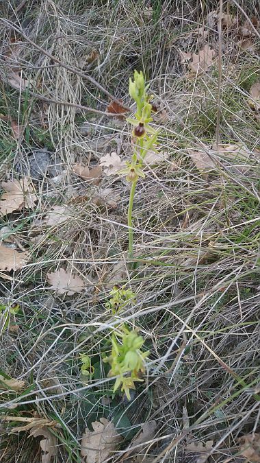 Ophrys sphegodes  - Monique Souben