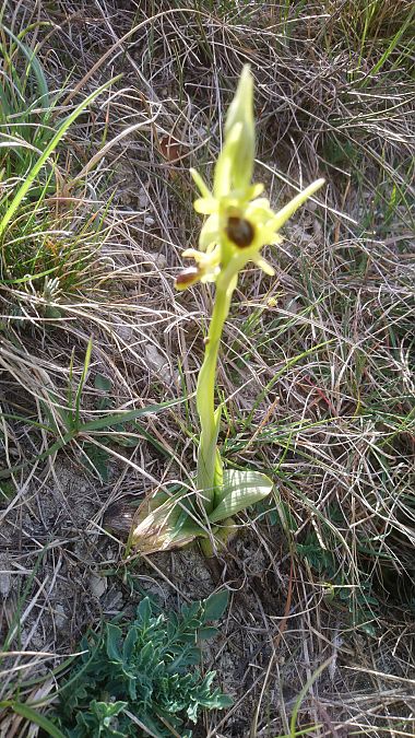 Ophrys sphegodes  - Monique Souben