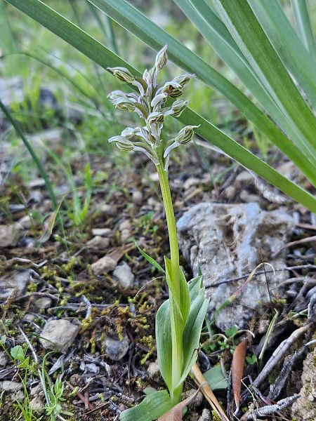 Neotinea lactea  - Louison Vannier