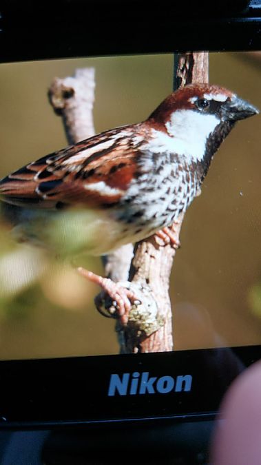 Pardal de passa  - Rafael Soriano Morales