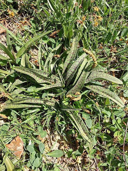 Dactylorhiza maculata  - Robert Malrieu