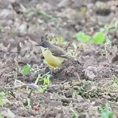 Bergeronnette d'Italie (ssp. cinereocapilla)  - Mario Baldauf
