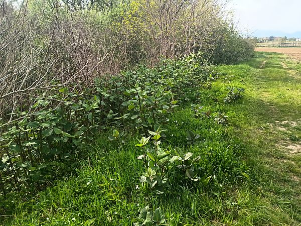 Fallopia japonica  - Anna Carpanelli (FVG)