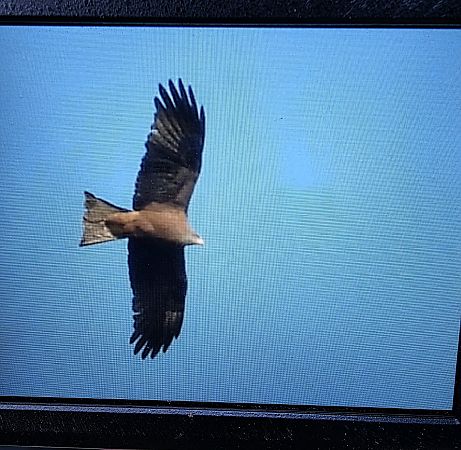 kania czarna  - Robert Locman