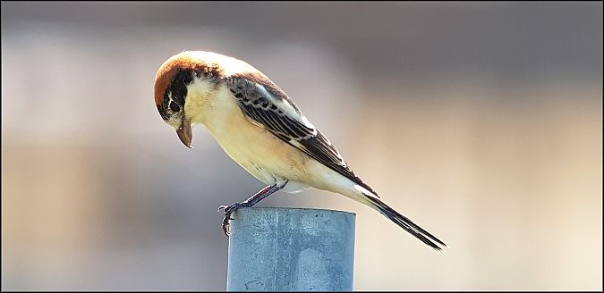 Averla capirossa  - Giuseppe Di Lieto
