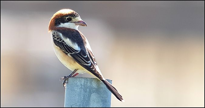 Averla capirossa  - Giuseppe Di Lieto