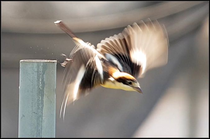 Averla capirossa  - Giuseppe Di Lieto