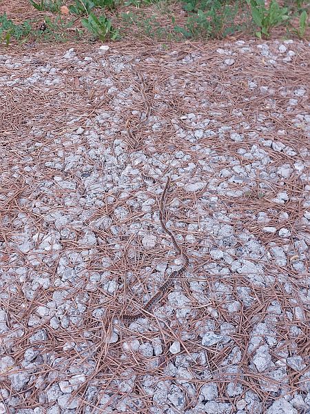 Thaumetopoea pityocampa  - Giulio Polo (FVG)