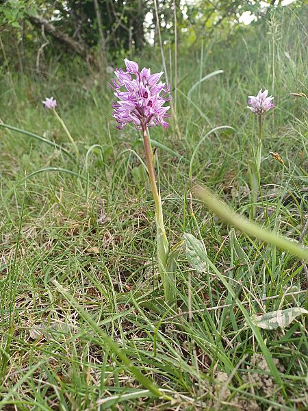 Orchis simia  - Alain Garcin