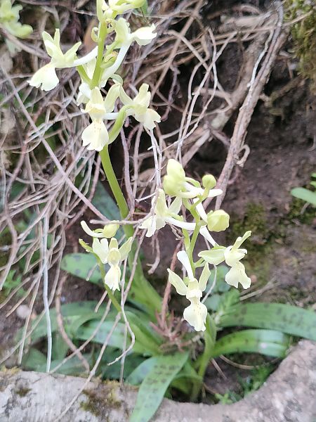 Orchis provincialis  - Alba Puntí