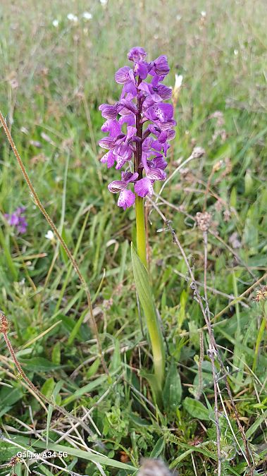 Anacamptis morio  - Sabrina Lepelletier