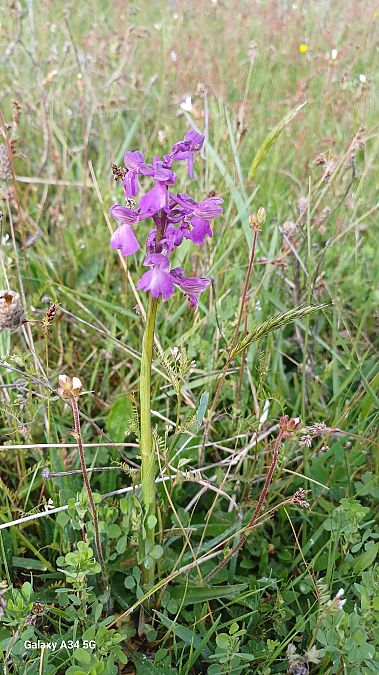Anacamptis morio  - Sabrina Lepelletier