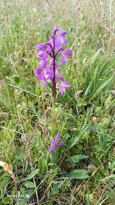 Anacamptis morio  - Sabrina Lepelletier