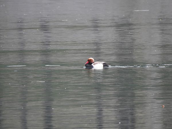 Fistione turco  - Laura Della Mea (FVG)