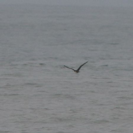 Labbo indet.  - Guillaume Locatelli