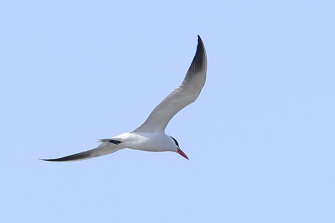rybitwa wielkodzioba  - Stanisław Turowski