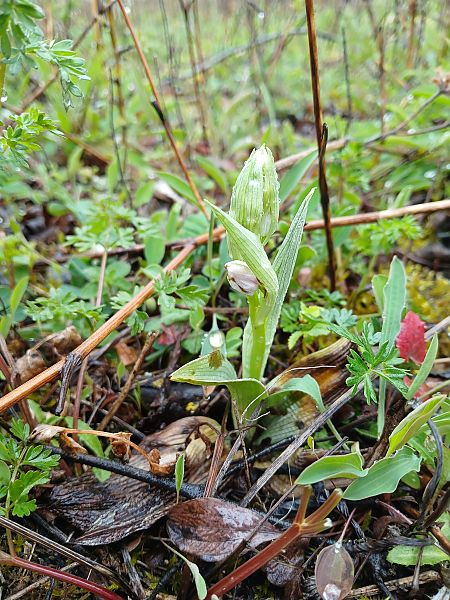 Ophrys sp.  - Alain Falvard