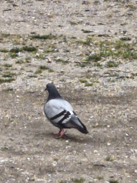 Piccione domestico  - Johannes Freudenberger