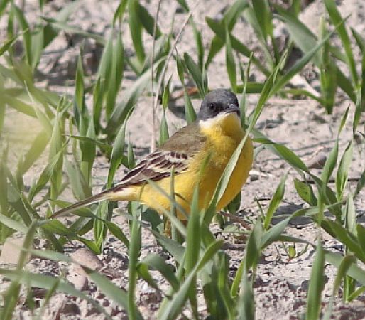 Cutrettola caposcuro  - Guillaume Locatelli