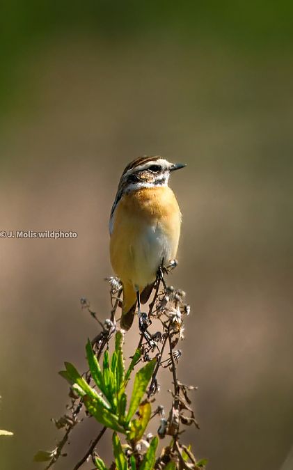 Bitxac rogenc  - Jose Molis