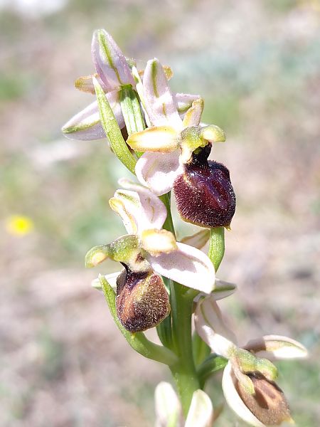 Ophrys arachnitiformis  - Emmanuel Cosson