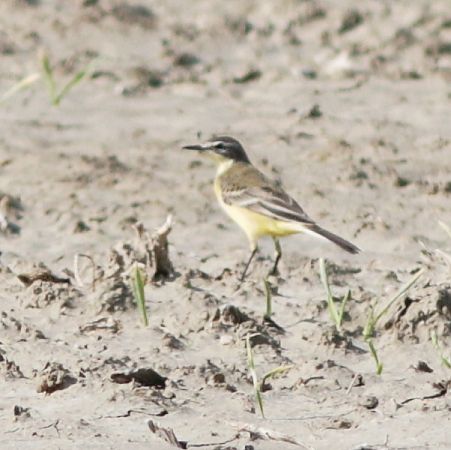 Cutrettola  - Guillaume Locatelli