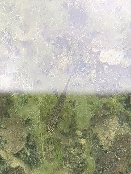 Tritone punteggiato  - Stefano Sarrocco (RL)