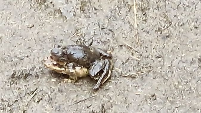 Rana temporaria  - Paolo Pietrobon (FVG)