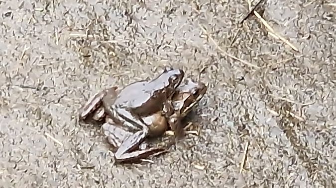 Rana temporaria  - Paolo Pietrobon (FVG)