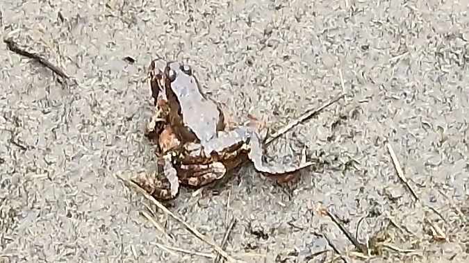 Rana temporaria  - Paolo Pietrobon (FVG)