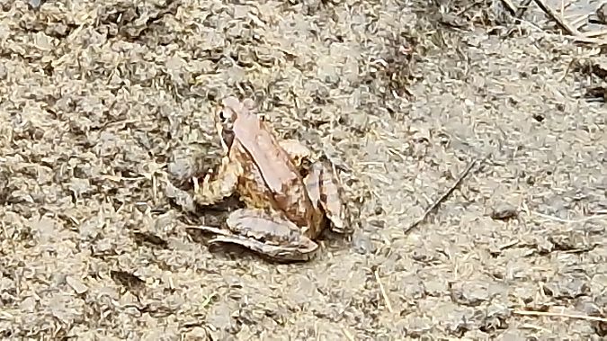 Rana temporaria  - Paolo Pietrobon (FVG)