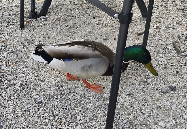 Germano reale  - Johannes Freudenberger