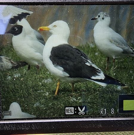 Heringsmöwe (ssp. fuscus)  - Robert Locman