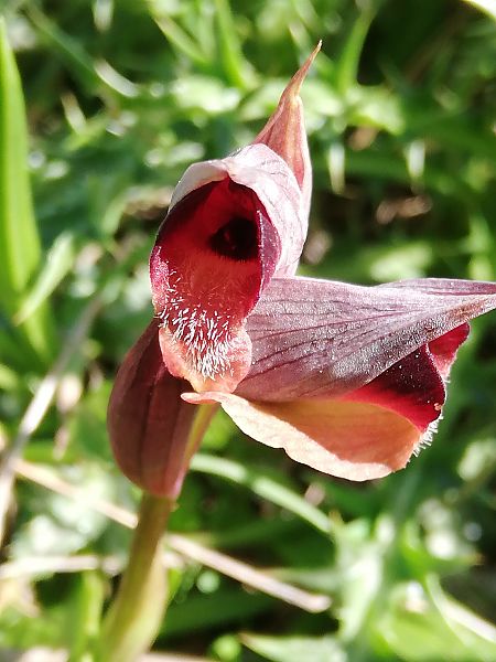 Serapias olbia  - Marie-Marie Pertusier