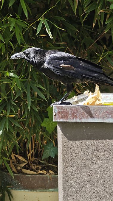 Cornacchia nera  - Carlotta Fassina