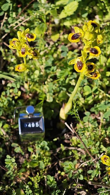 Ophrys lutea  - Alain Bultez