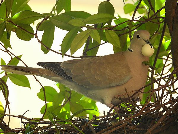 Tortora dal collare  - Matteo Faggi
