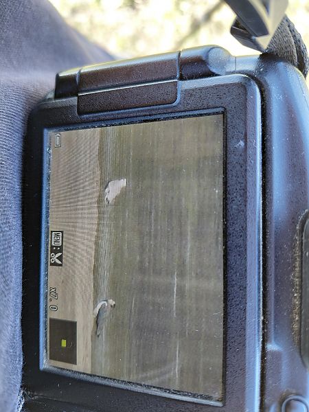 czajka towarzyska  - Mateusz Materek