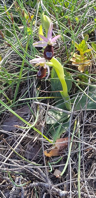 Ophrys drumana  - Philippe Durbin
