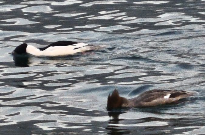 Smergo maggiore  - Johannes Freudenberger